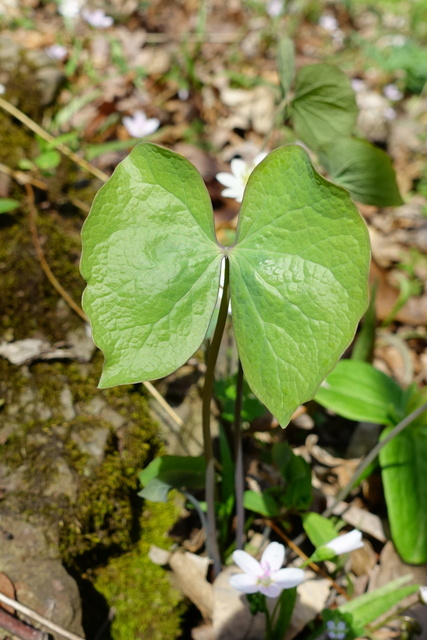 Jeffersonia diphylla - leaves