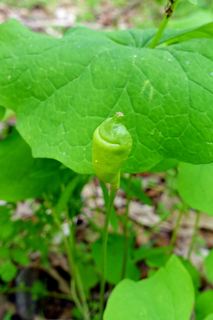 Jeffersonia diphylla - seedpod