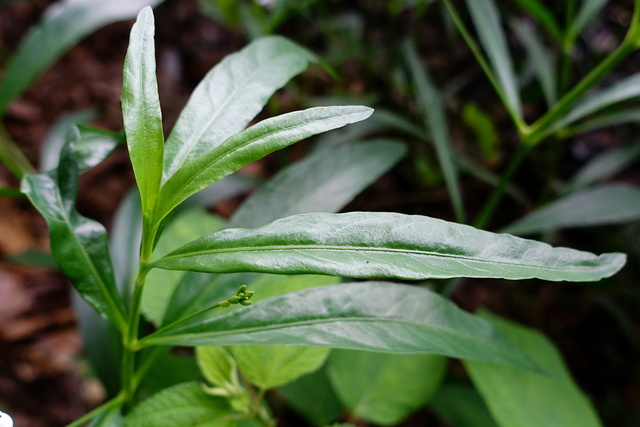 Justicia americana - leaves