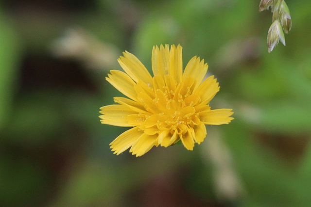 Krigia cespitosa