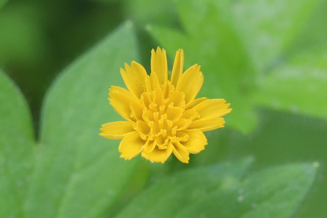 Krigia cespitosa