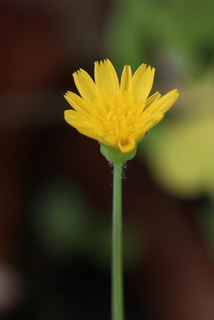 Krigia cespitosa