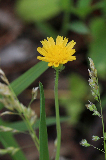 Krigia cespitosa