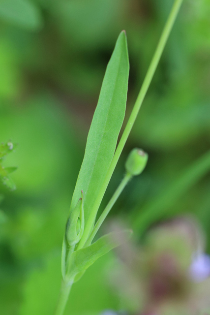 Krigia cespitosa - leaves