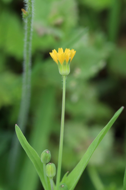 Krigia cespitosa - plant