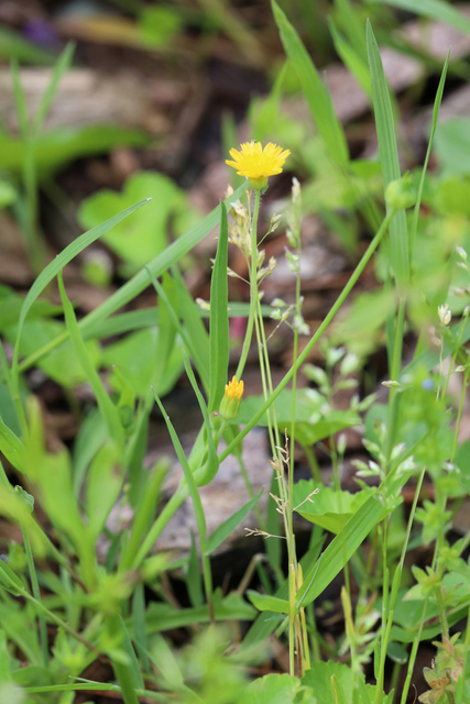 Krigia cespitosa - plant