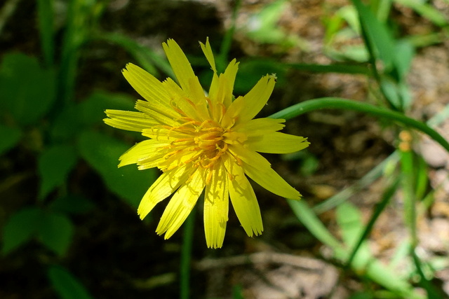 Krigia dandelion