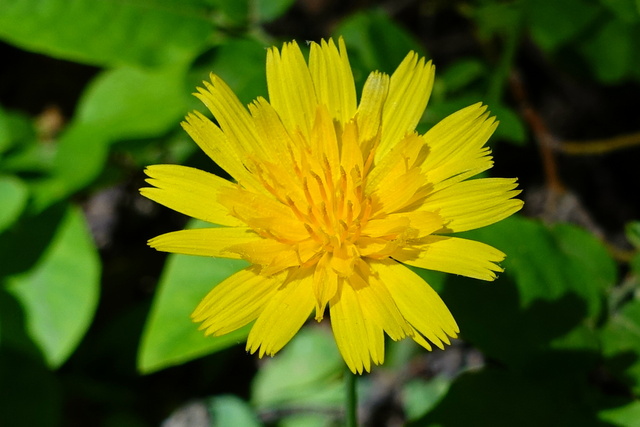 Krigia dandelion