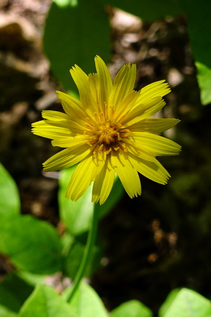 Krigia dandelion