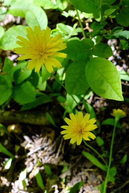 Krigia dandelion