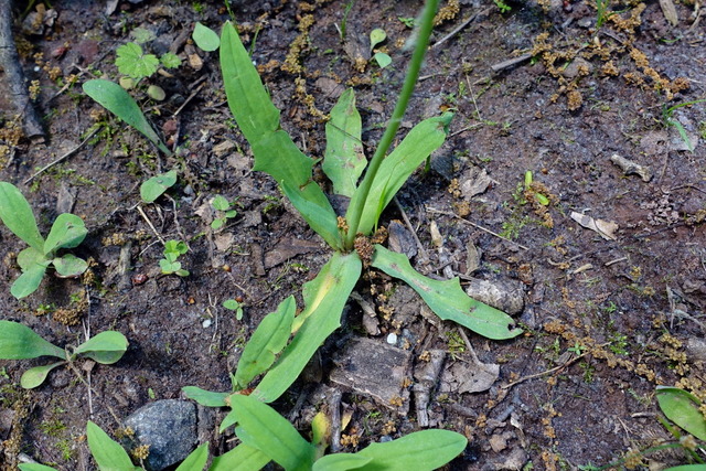 Krigia dandelion - leaves