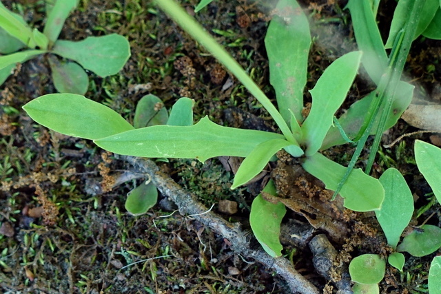 Krigia dandelion - leaves