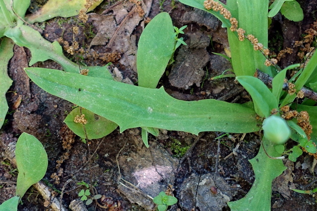 Krigia dandelion - leaves