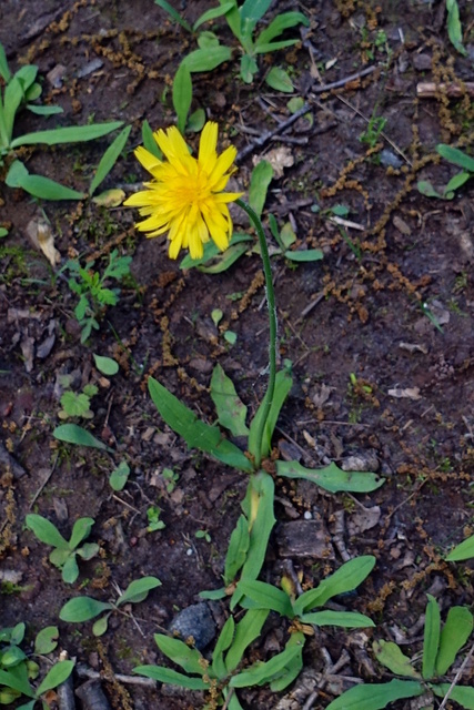 Krigia dandelion - plant