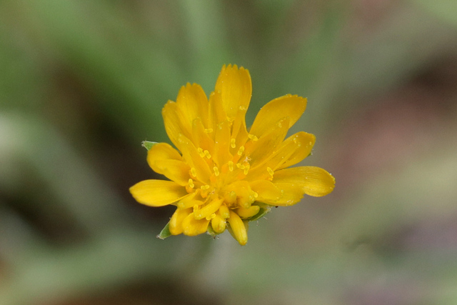 Krigia virginica
