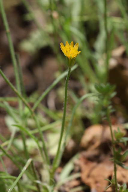 Krigia virginica