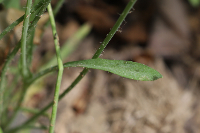 Krigia virginica - leaves