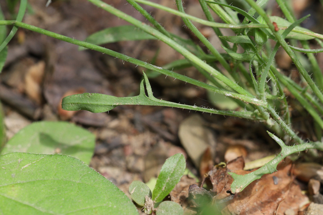 Krigia virginica - leaves