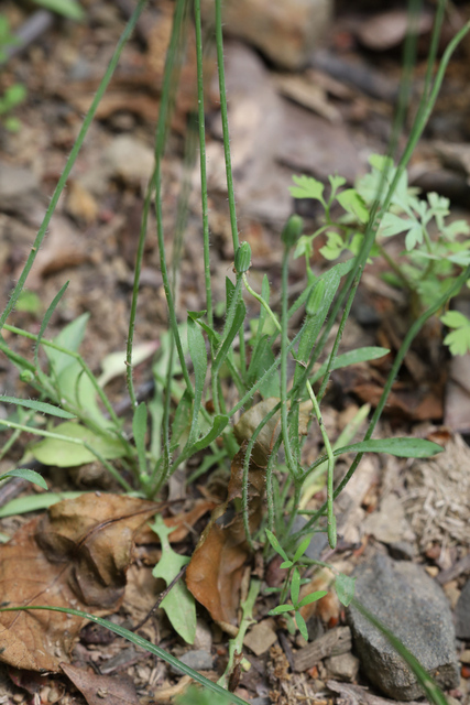 Krigia virginica - leaves