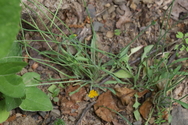 Krigia virginica - plant