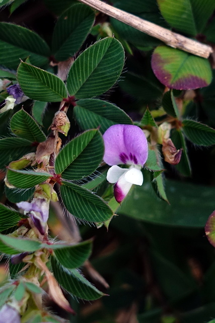 Kummerowia stipulacea