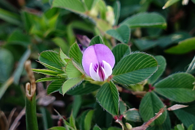 Kummerowia stipulacea