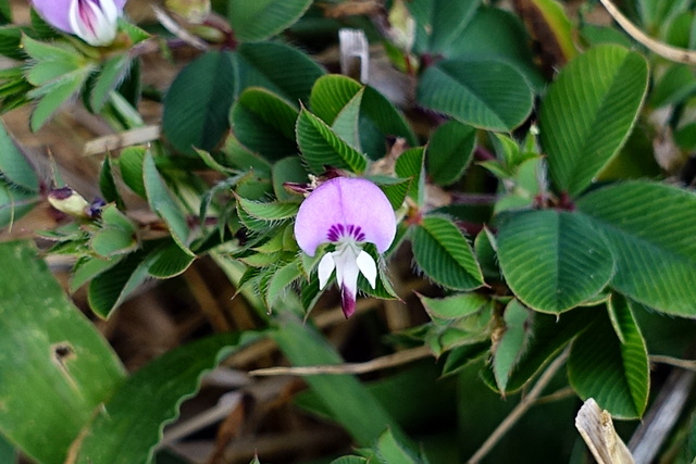 Kummerowia stipulacea