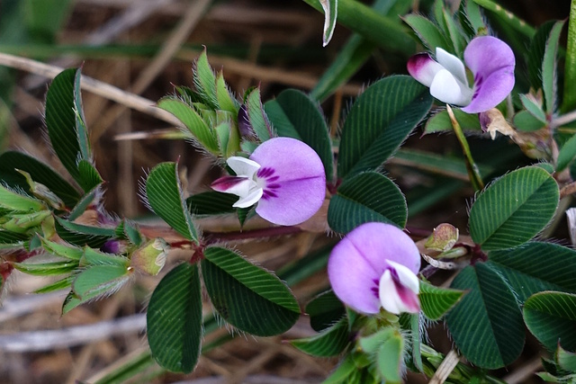 Kummerowia stipulacea