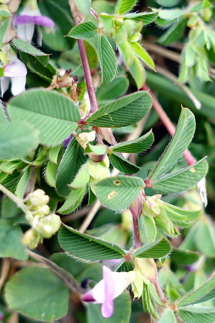 Kummerowia stipulacea - leaves