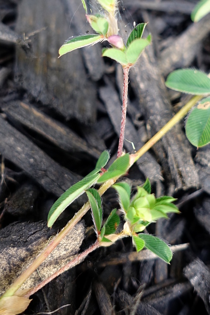 Kummerowia stipulacea - stem