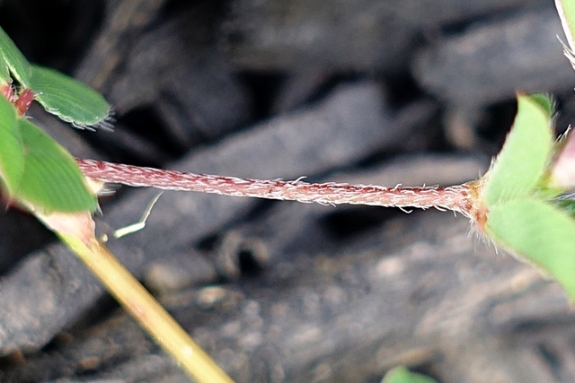 Kummerowia stipulacea - stem