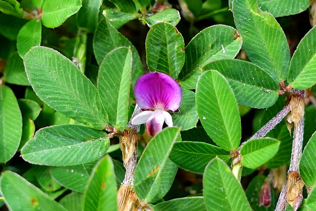 Kummerowia striata