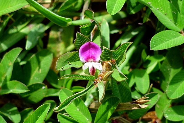 Kummerowia striata