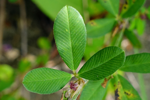 Kummerowia striata - leaves