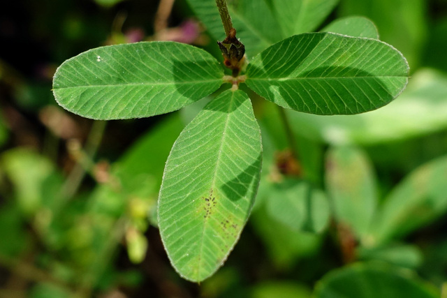 Kummerowia striata - leaves