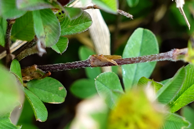 Kummerowia striata - stem