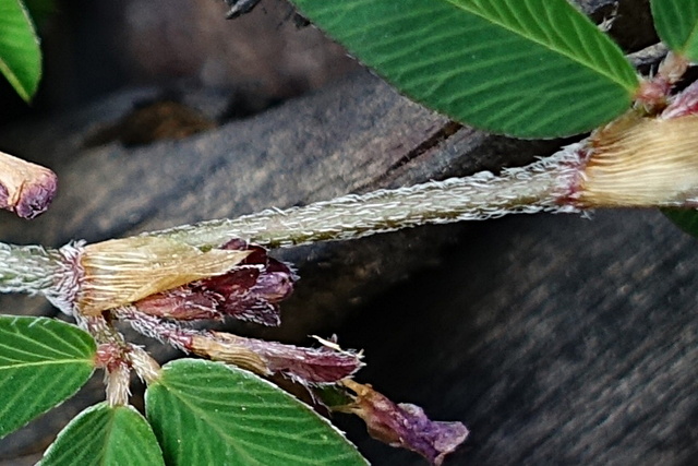 Kummerowia striata - stem