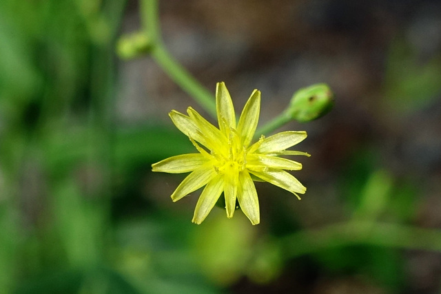 Lactuca canadensis