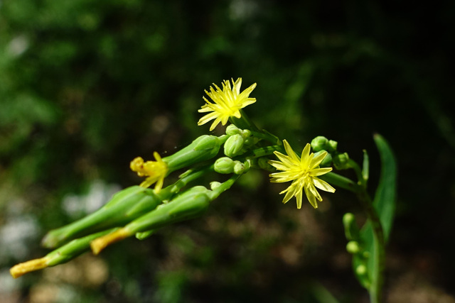 Lactuca canadensis