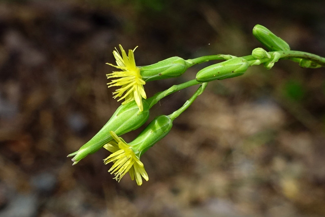 Lactuca canadensis