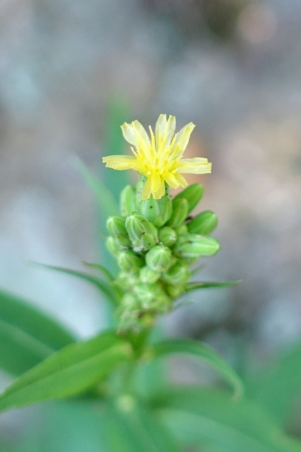 Lactuca canadensis