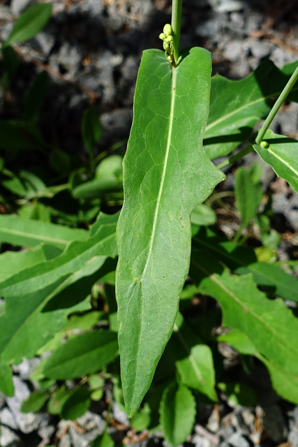 Lactuca canadensis - leaves