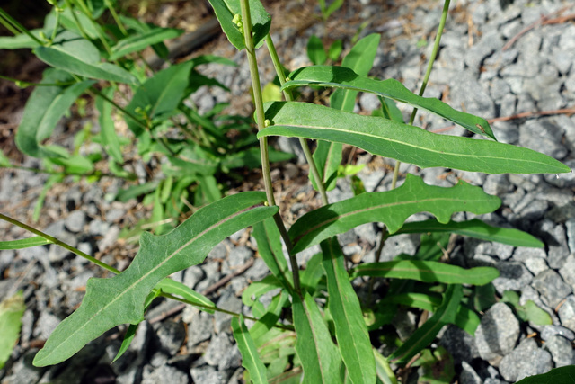 Lactuca canadensis - leaves