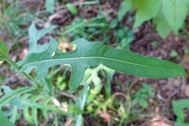 Lactuca canadensis - leaves