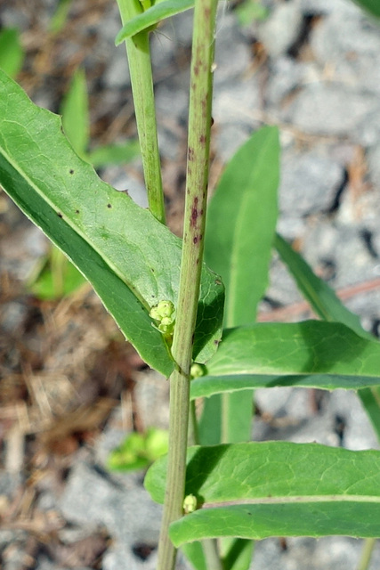 Lactuca canadensis - stem