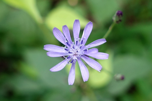 Lactuca floridana