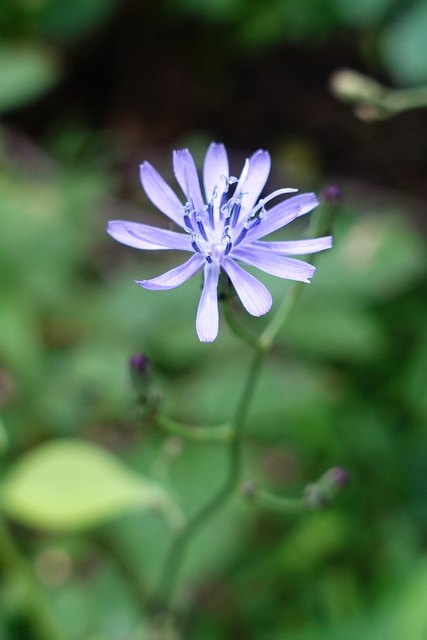 Lactuca floridana