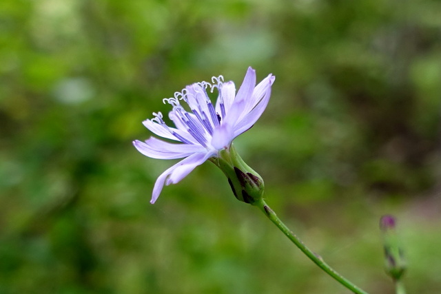 Lactuca floridana