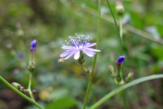 Lactuca floridana