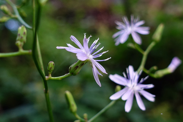 Lactuca floridana